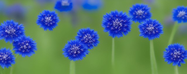 蓝色矢车菊的花语