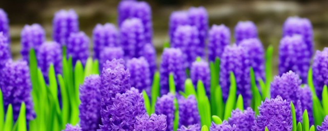紫色风信子花语是什么