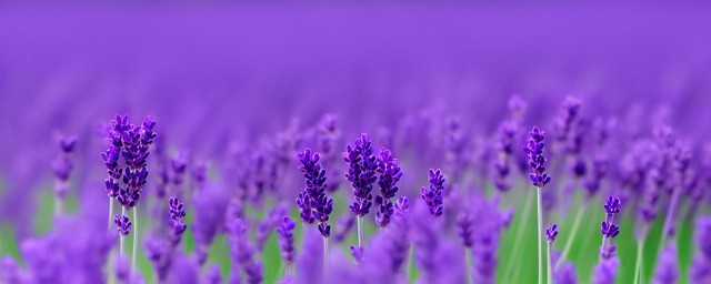紫色薰衣草花语