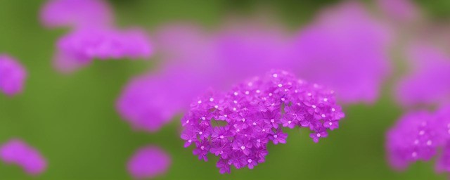 紫色满天星花语