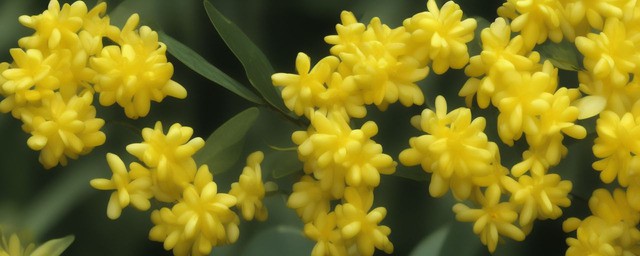 关于桂花的花语