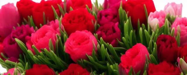 情人节送花花语
