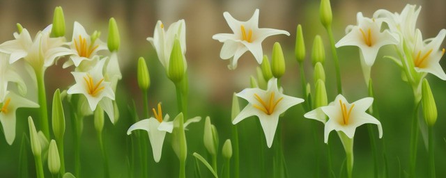 百合花的寓意及花语