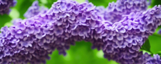 紫丁香花语和寓意