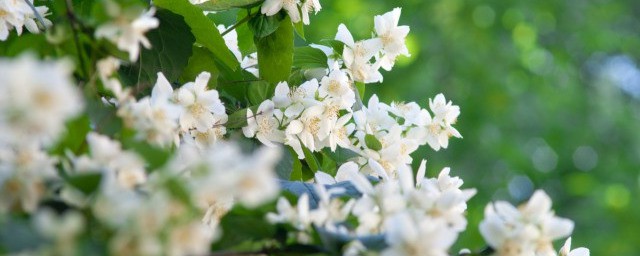 花语数字代表道理