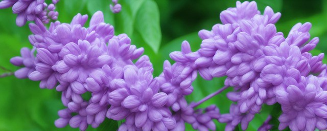 五瓣丁香花的花语