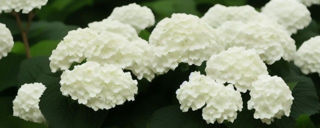 白色绣球花的花语