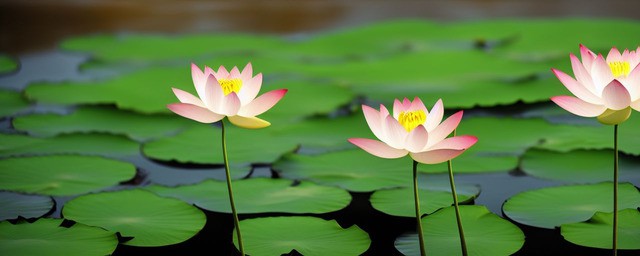 莲花花语是什么