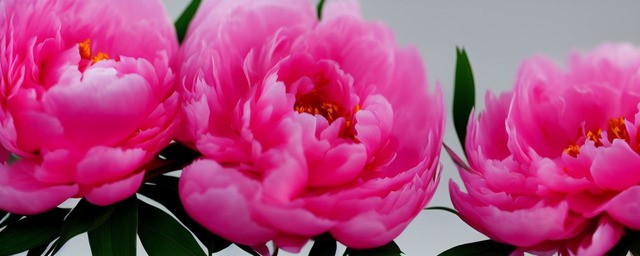 牡丹花花语是什么