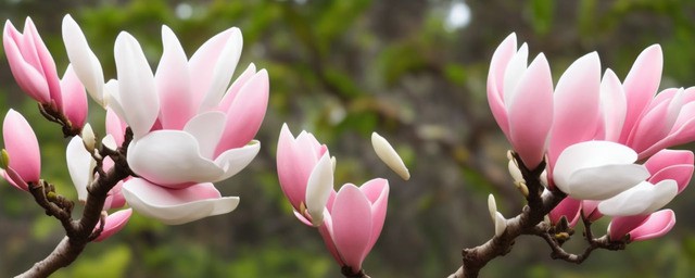 玉兰花语和寓意