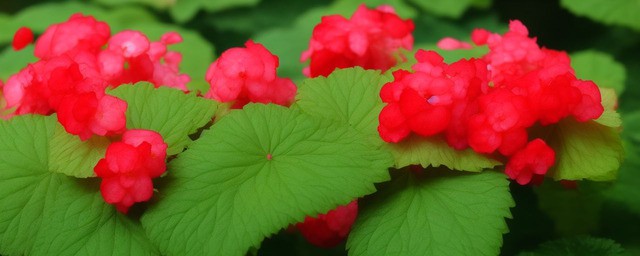 海棠花花语象征