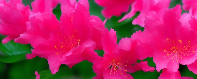 杜鹃花花语是什么