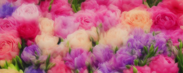 花语是梦想的花
