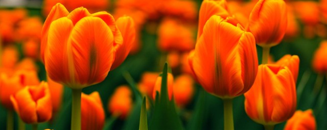 橙色郁金香花语