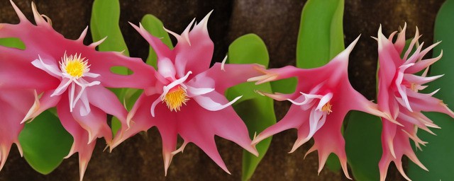 昙花的花语和传说