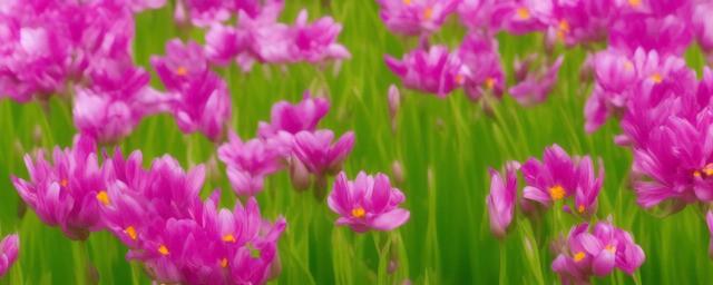 五月开什么花及其花语