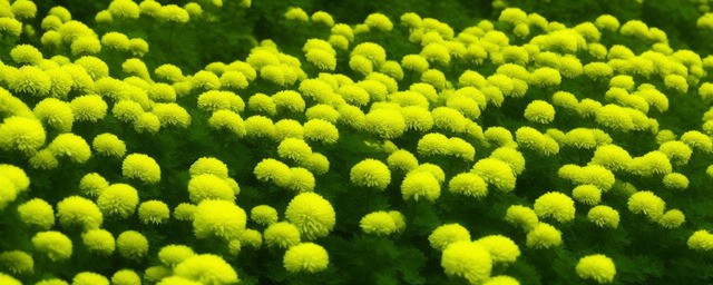 绿色菊花的花语