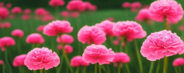 康乃馨花语及支数