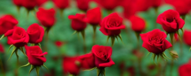 22朵玫瑰花花语