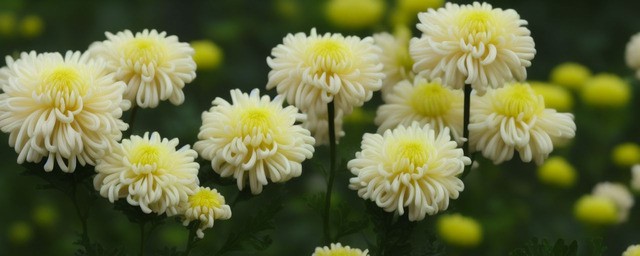 菊花花语是什么意思