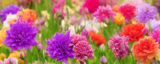 花语是友谊的花