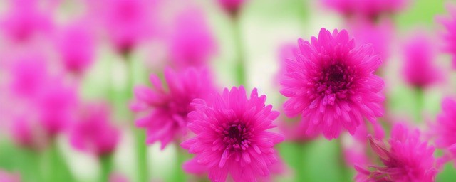 什么花的花语是恋人
