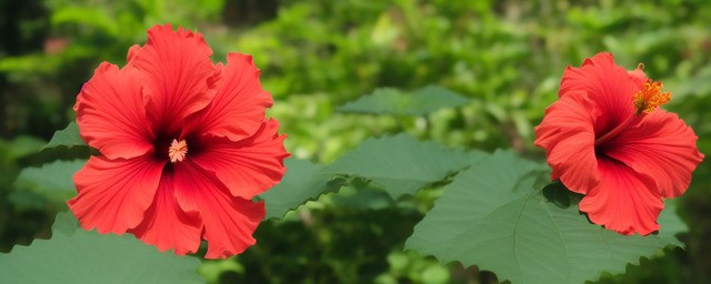 红色彼岸花的花语