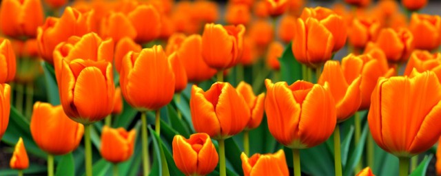 橘色郁金香花语