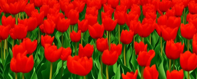 红色郁金香花语