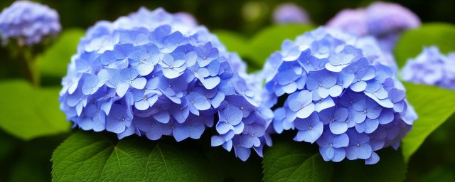 紫阳花花语寓意