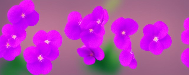 粉色紫罗兰花语
