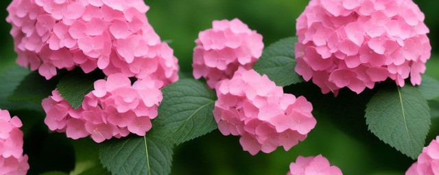 粉色绣球花花语