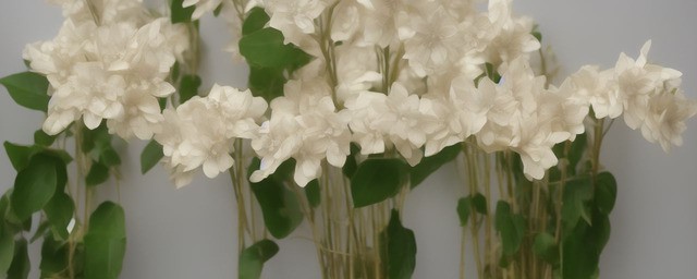 香槟色桔梗花语