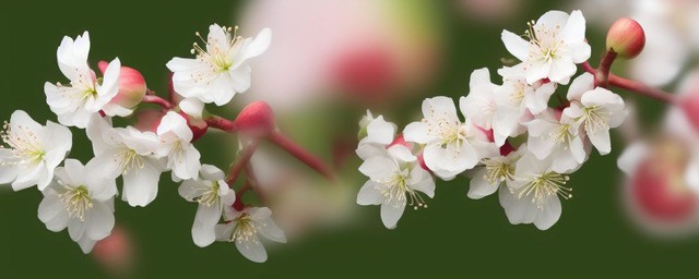 苹果花的寓意和花语