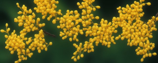 桂花的花语和象征