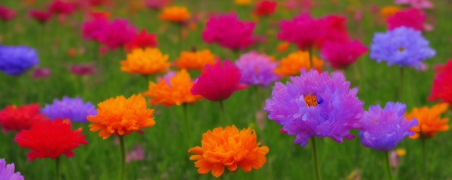 什么花的花语是感谢