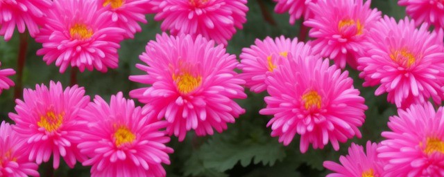 粉菊花花语是什么
