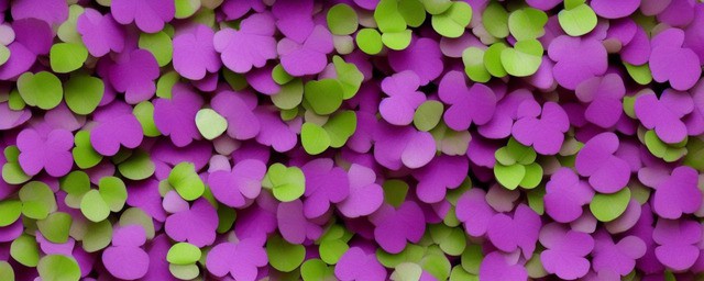 紫叶酢浆草花语