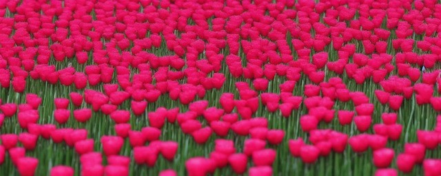 春节送什么花最旺财运女人