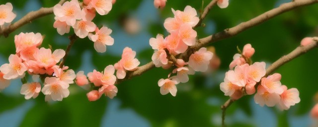 什么样的女生桃花最旺