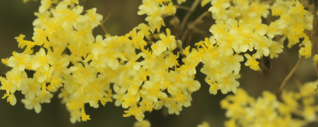 迎春花是什么时候开花