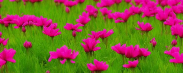 养什么花草最旺财旺家庭