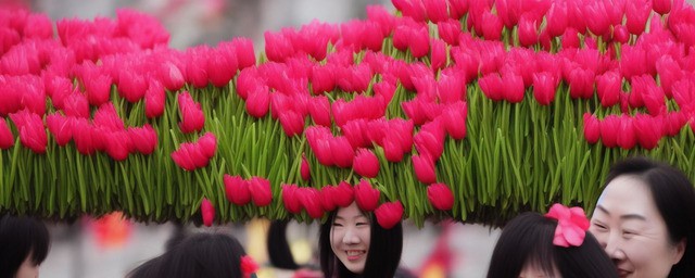 春节送什么花最旺财运女