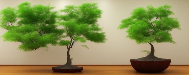 屋内种什么树最好风水最旺