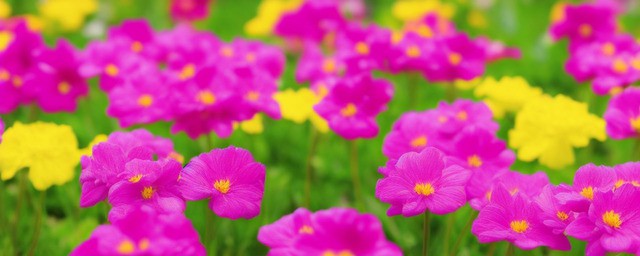 家里种什么花卉转运最旺财