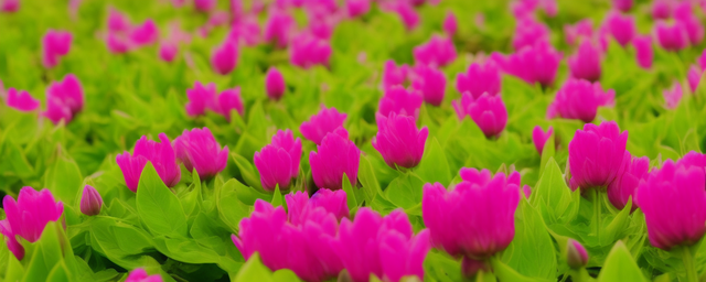 家里种什么花最旺人运气