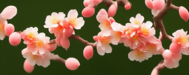 桃花最旺的动物是什么动物