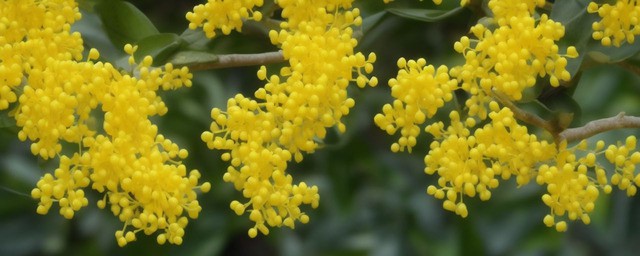 桂花在什么时候开得最旺