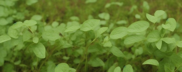 虎杖不能与哪些食物一起吃