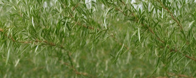 茶树精油的功效